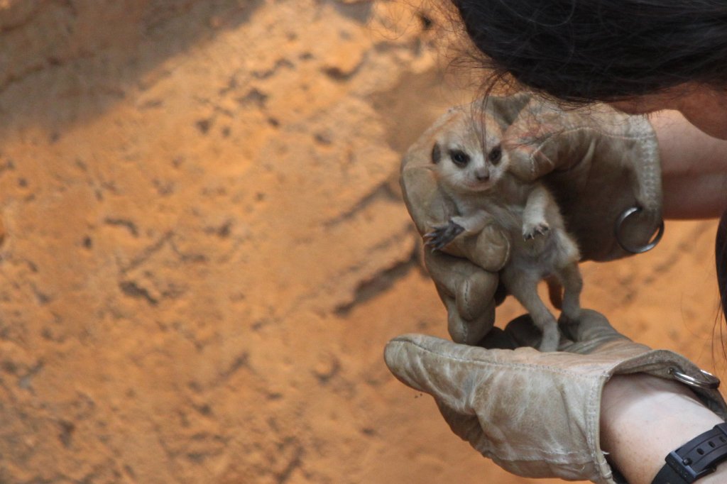 IMG_3525_c.jpg -  Meerkat  infant examination