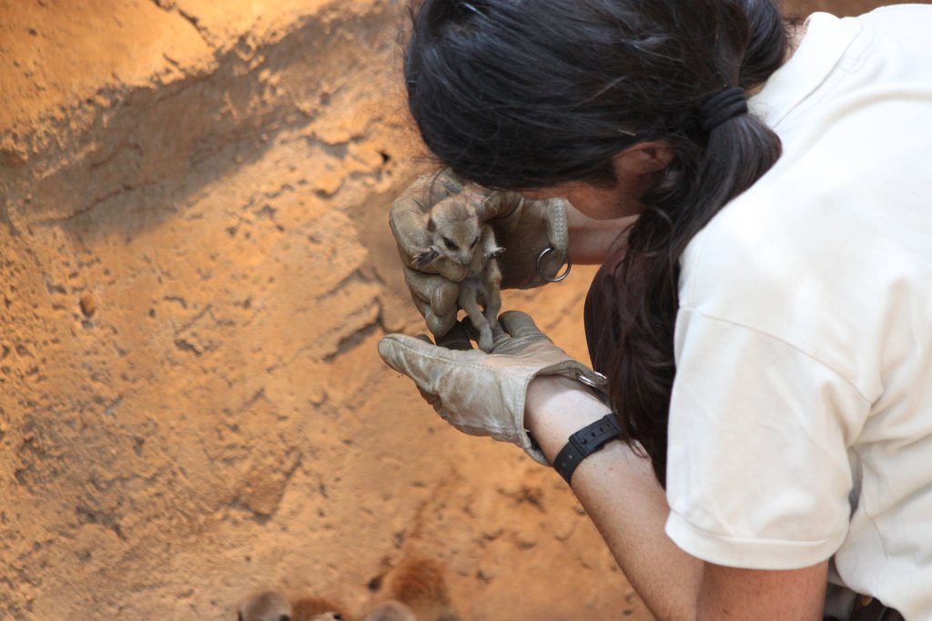 IMG_3526.JPG -  Meerkat  infant examination