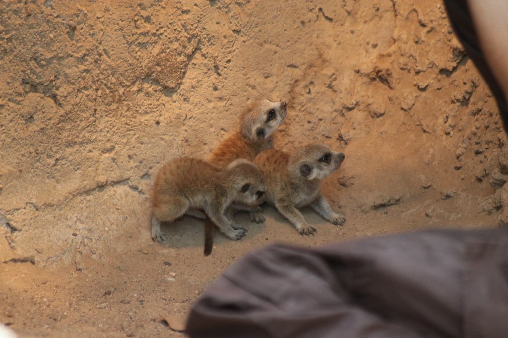 IMG_3527.JPG -  Meerkat  infants