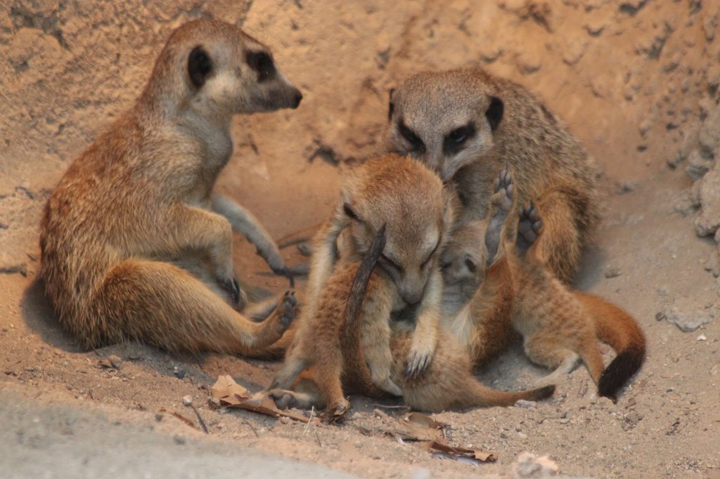 IMG_3532.JPG -  Meerkat  infants