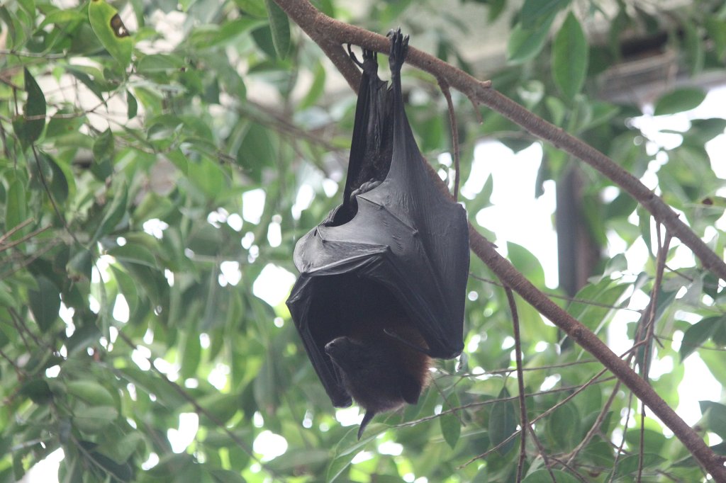 IMG_3557.JPG -  Flying fox 