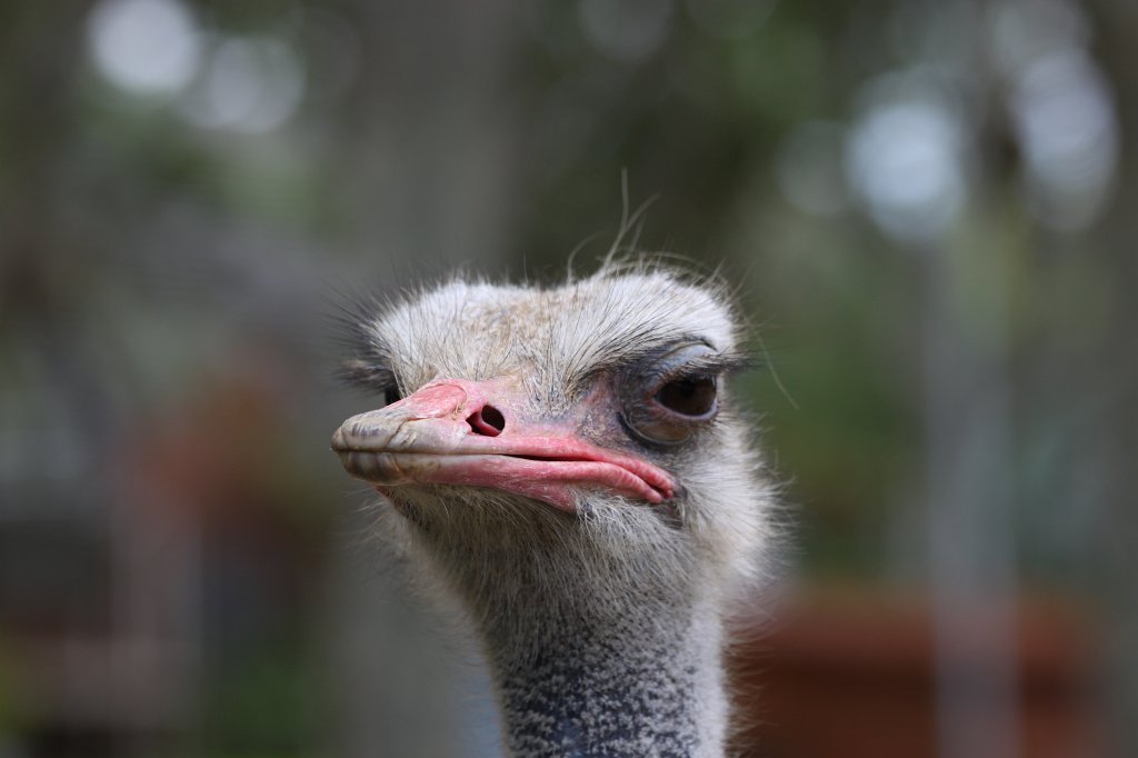 IMG_3575.JPG -  Ostrich 