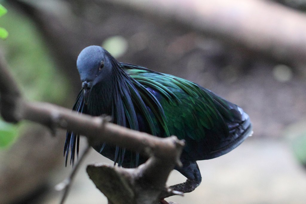 IMG_3629_c.JPG -  Nicobar pigeon 