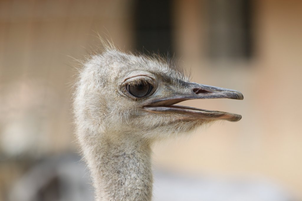 IMG_3646.JPG -  Ostrich 