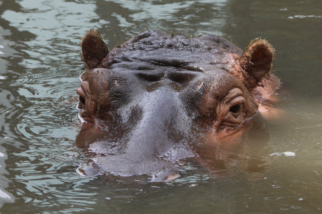 IMG_3652_c.jpg -  Hippo 
