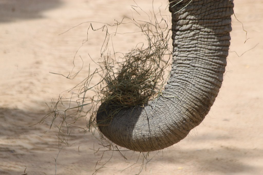 IMG_3672.JPG -  Elephant 