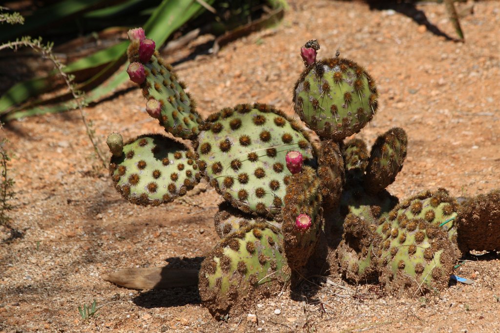 IMG_4482.JPG - Cactus
