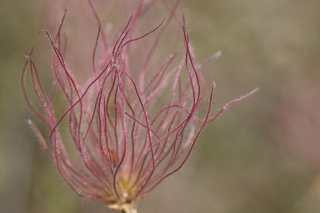 IMG_4485_c.jpg - Filament