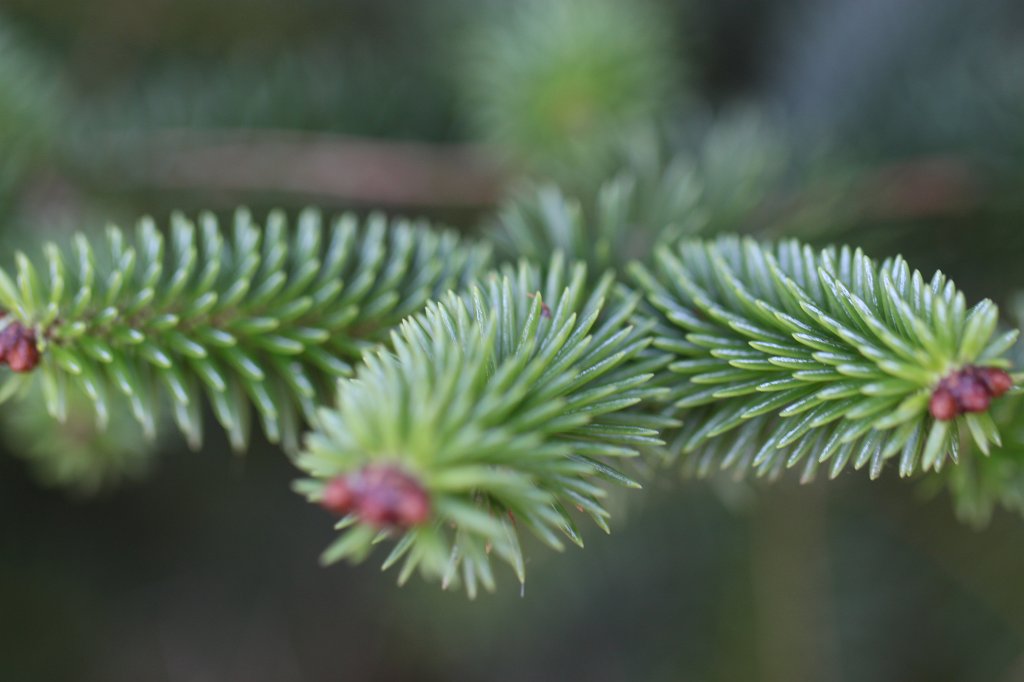 IMG_4517.JPG -  Spanish Fir 