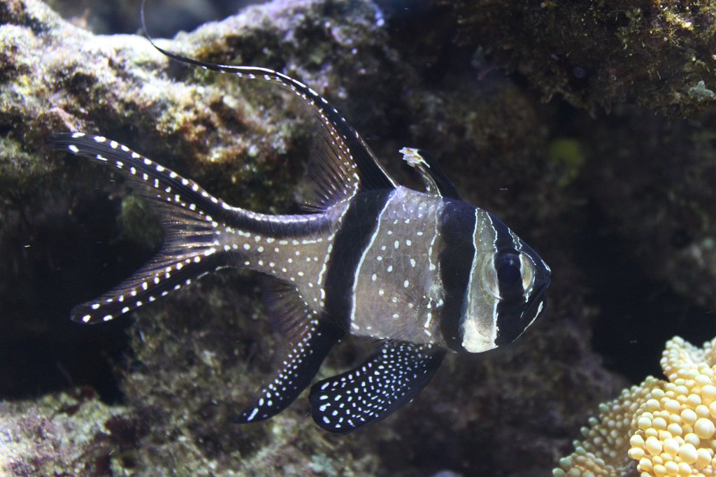 IMG_5010.JPG -  Banggai cardinalfish 