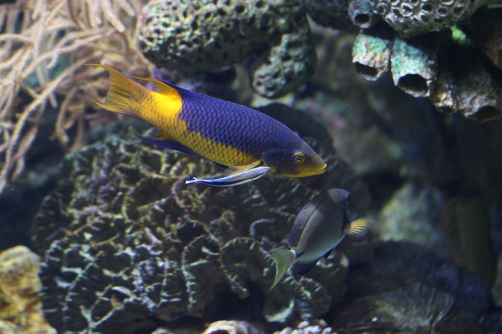 IMG_5017.JPG - Spanish hogfish