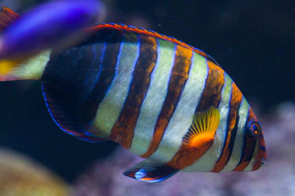 IMG_5033_c.jpg -  Harlequin tuskfish 
