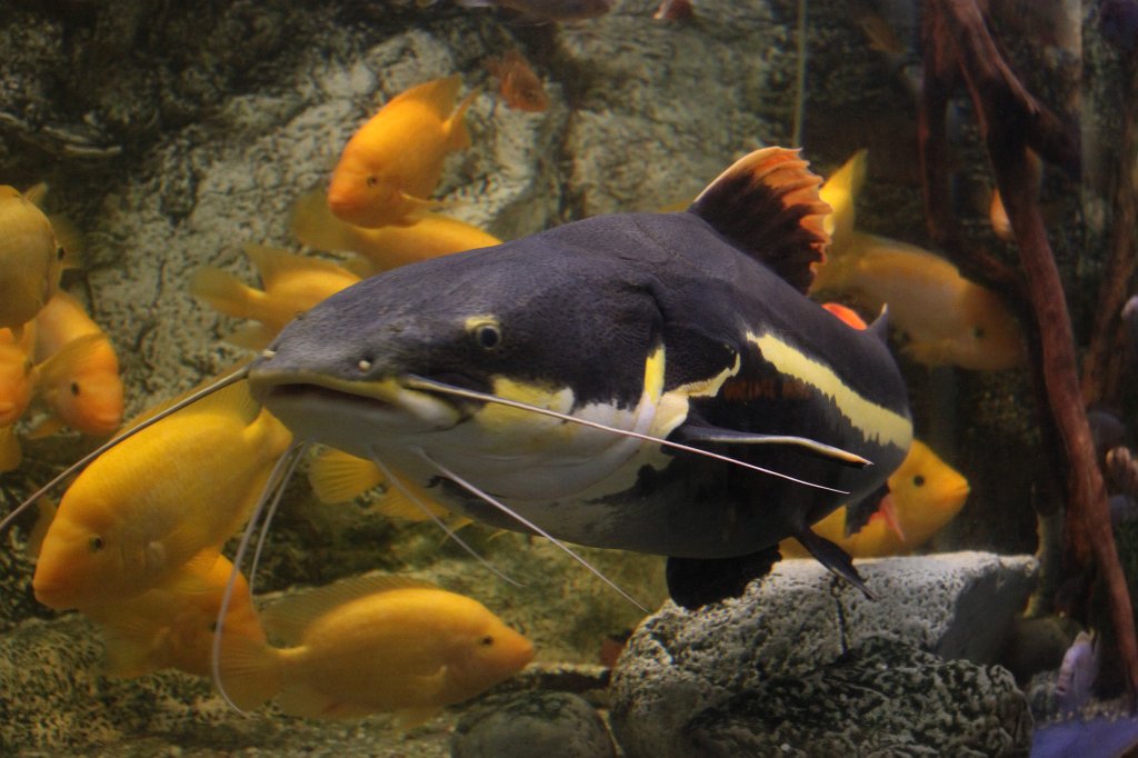 IMG_5196.JPG -  Aquarium Barcelona 