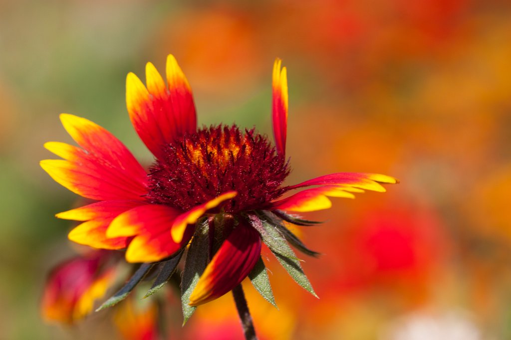 IMG_6315_c.jpg - Flower