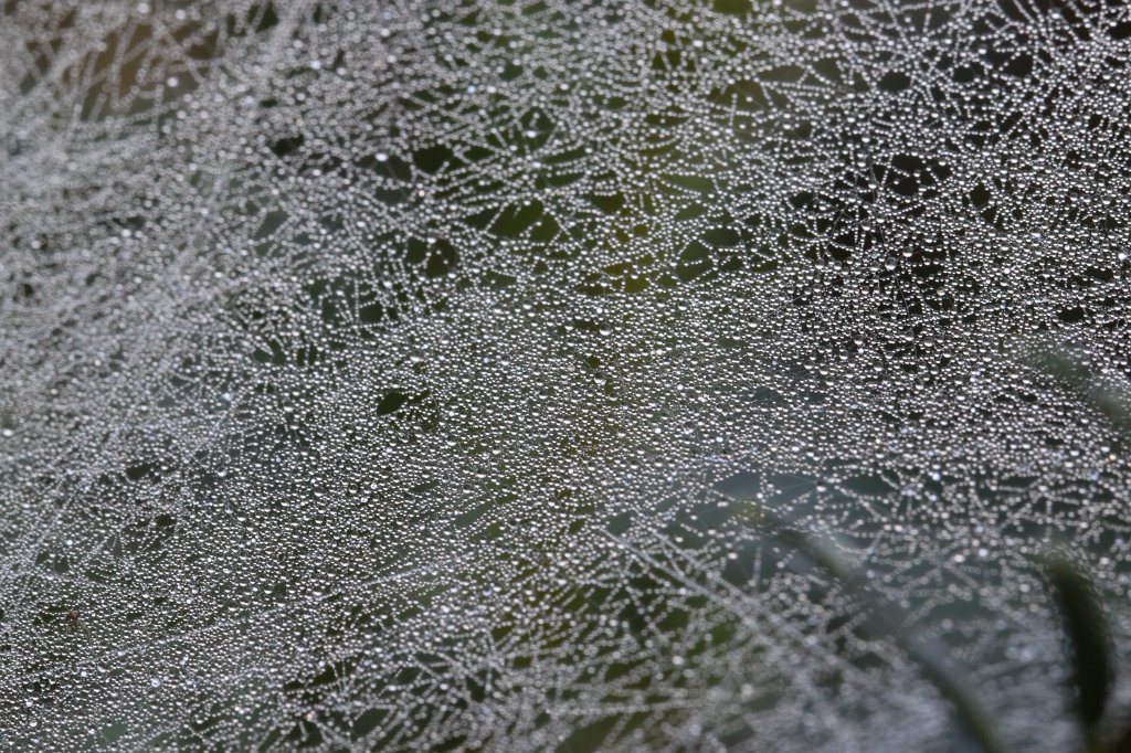 IMG_7224.JPG - Spider web