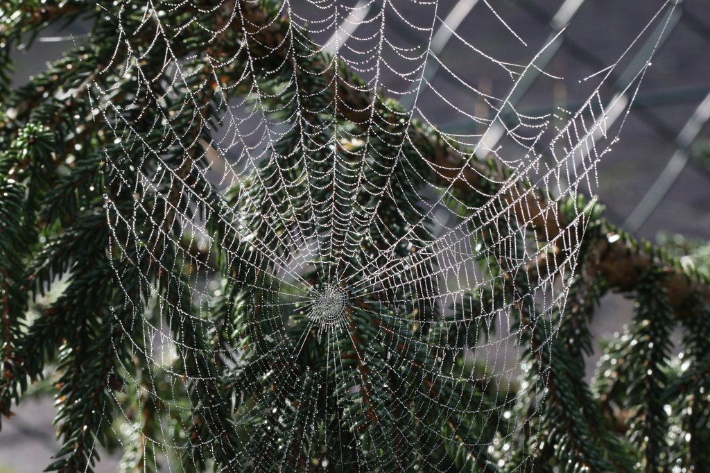 IMG_7225.JPG - Spider web