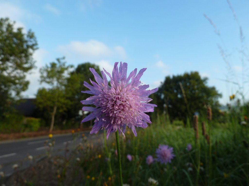 P1130312.JPG - Flower
