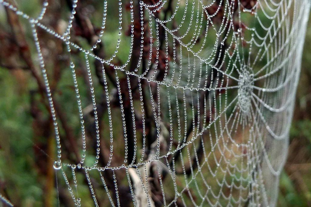 P1130382_c.jpg - Spider web
