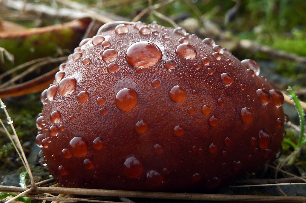 P1130399_c.jpg - Chestnut