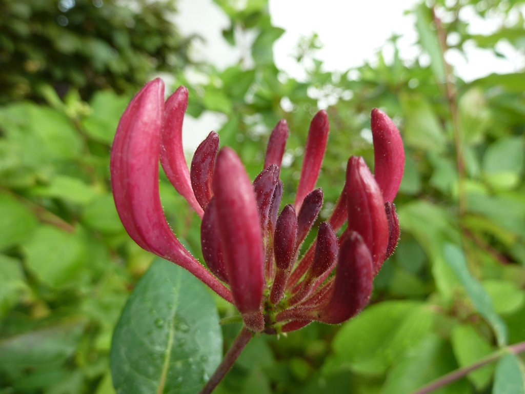 P1130406.JPG - Flower