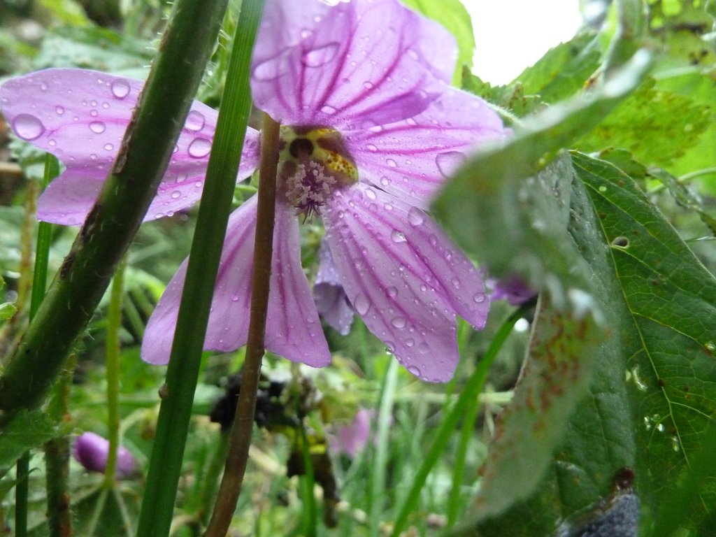 P1130561.JPG - Flower