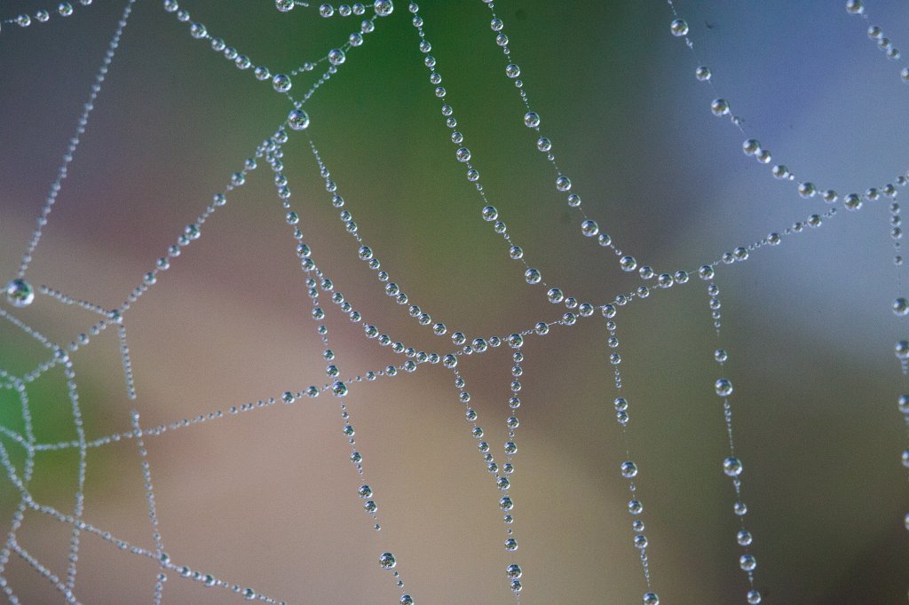 IMG_7297_c.jpg - Spider web