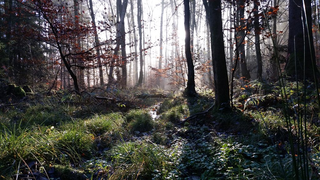 20141125_091913.jpg - Flow into the sun