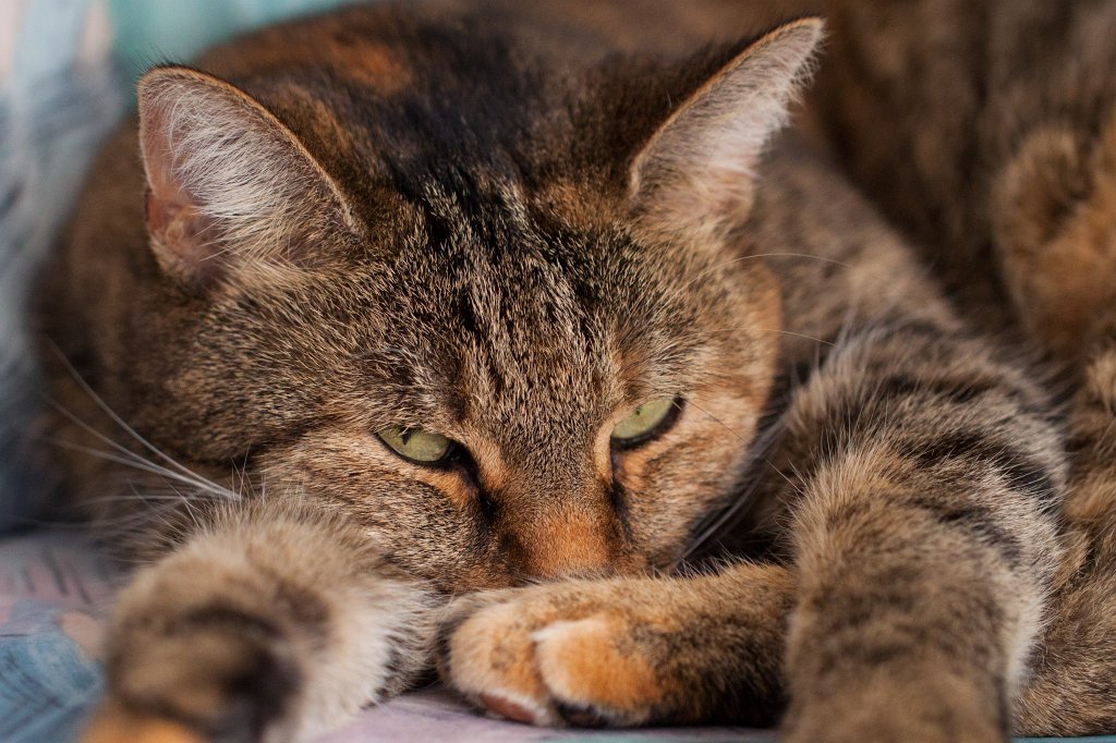 IMG_7325_c.jpg - Cat