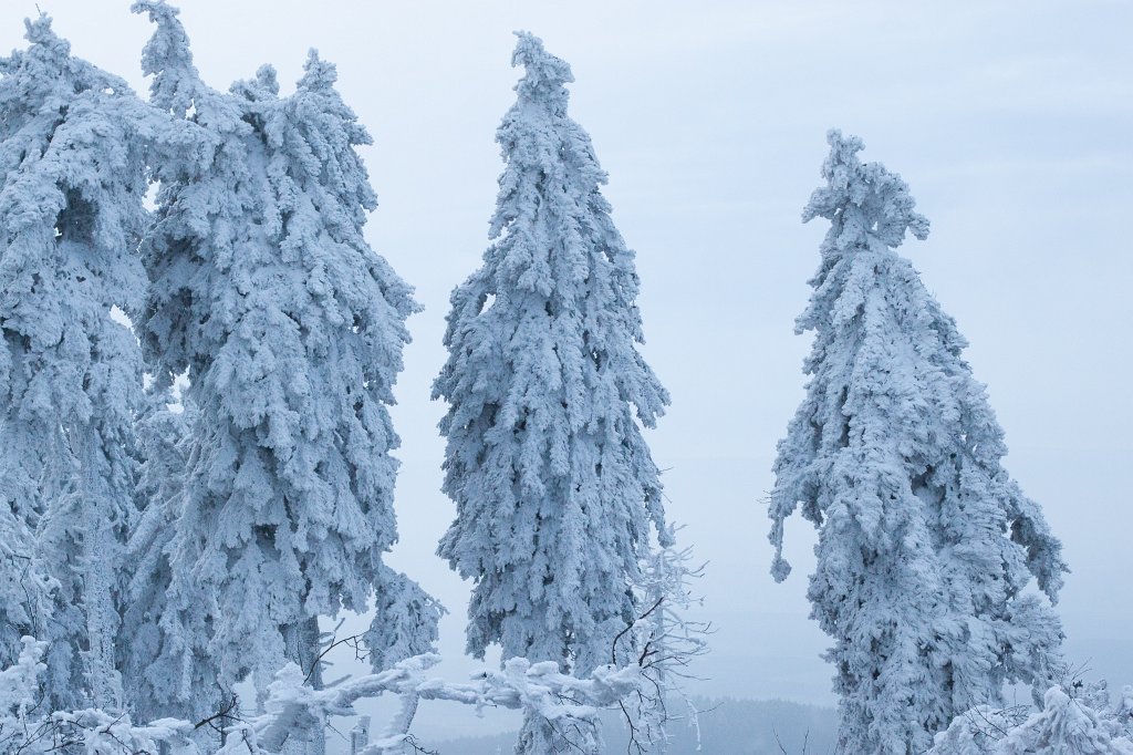 IMG_8064_c.jpg - Winter in the  Taunus  - Trees covered with snow and ice