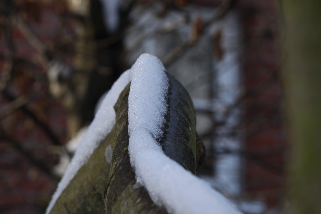 IMG_8284.JPG - Great white wall on the branch