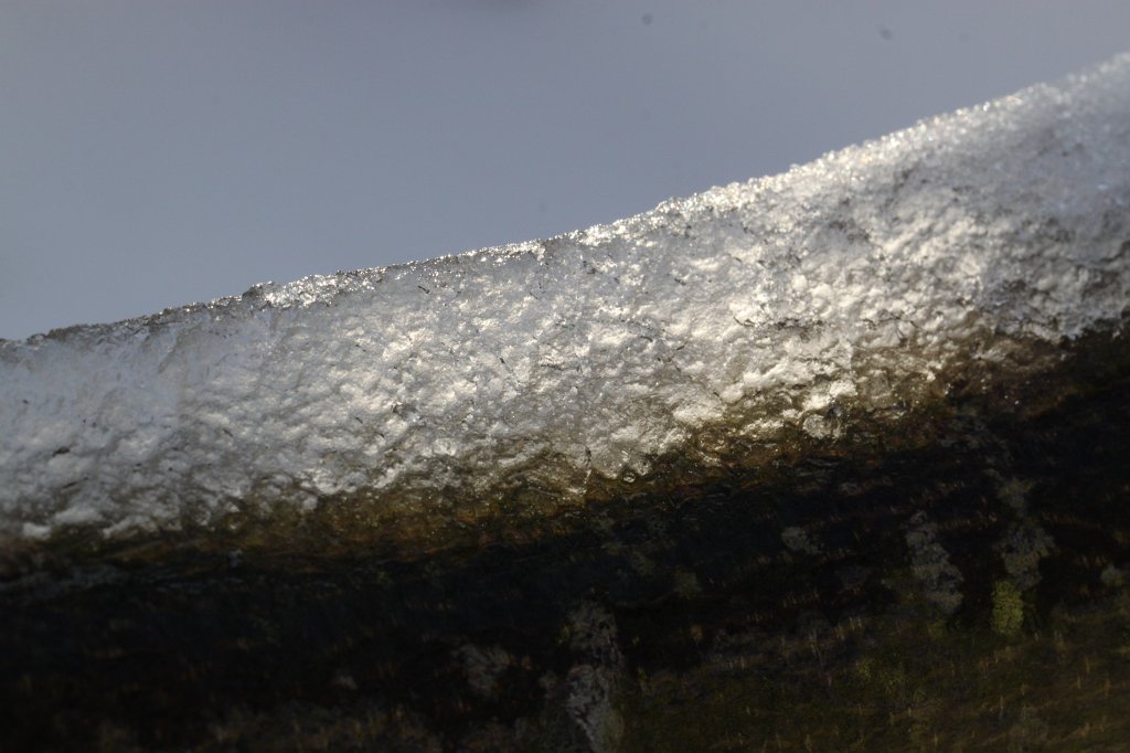 IMG_8289.JPG - Great white wall on the branch