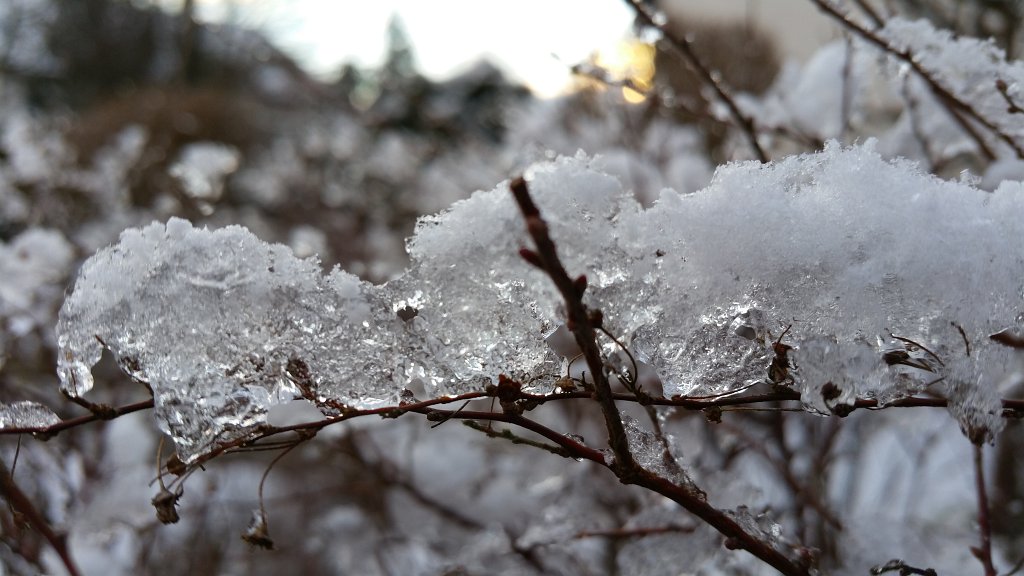 20150130_084132.jpg - Ice on shrub