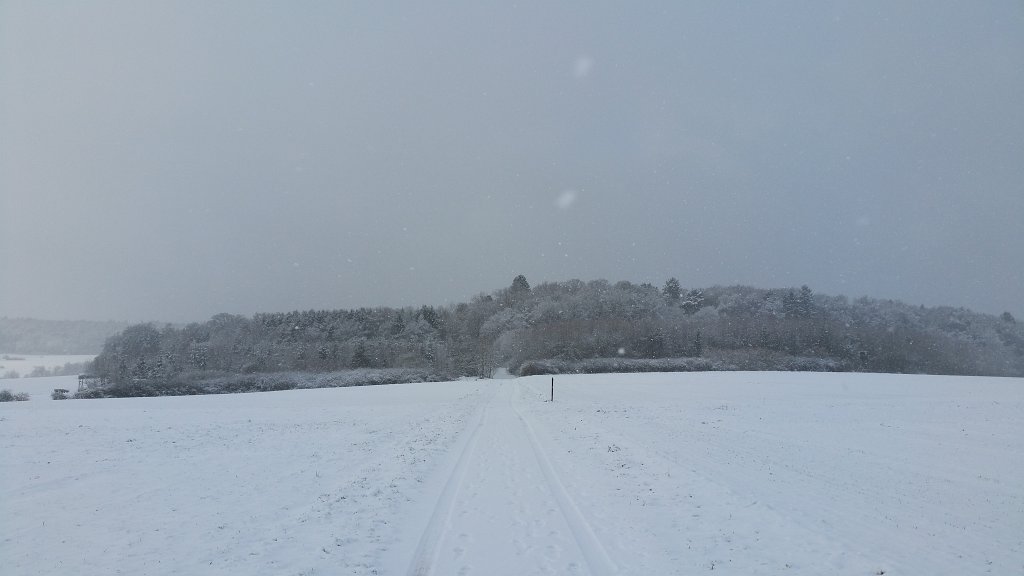 20150130_093607.jpg - Forest in snow