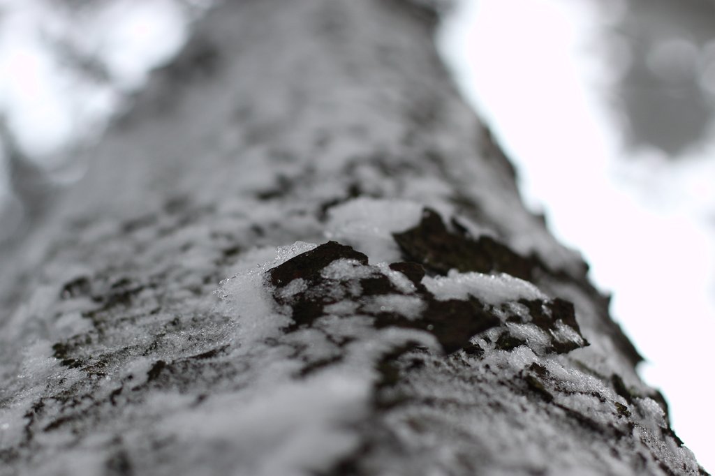 IMG_8308.JPG - Snow and ice on tree trunk