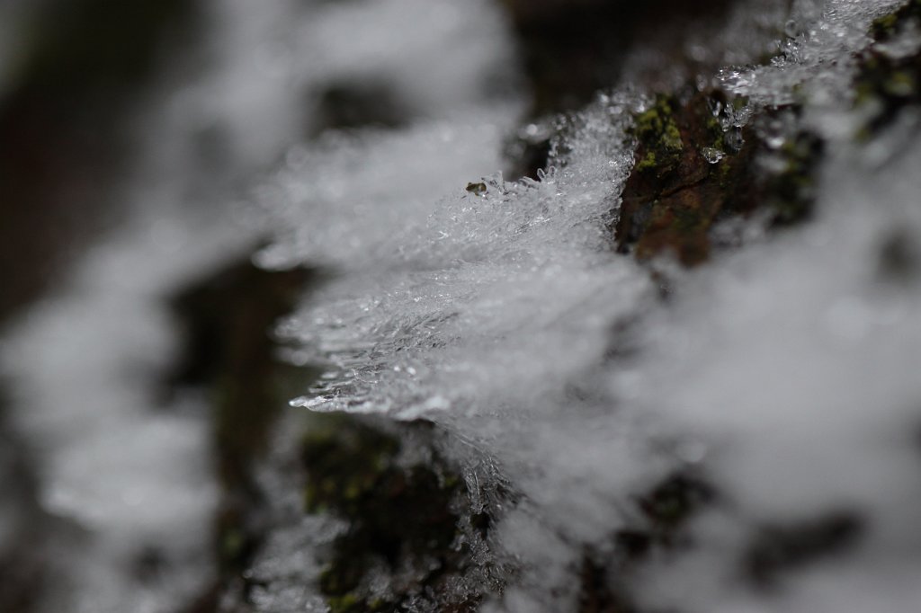 IMG_8310.JPG - Snow and ice on tree trunk
