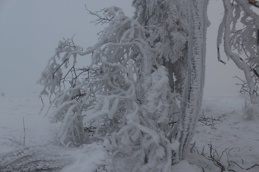 IMG_8325.JPG - Icy tree