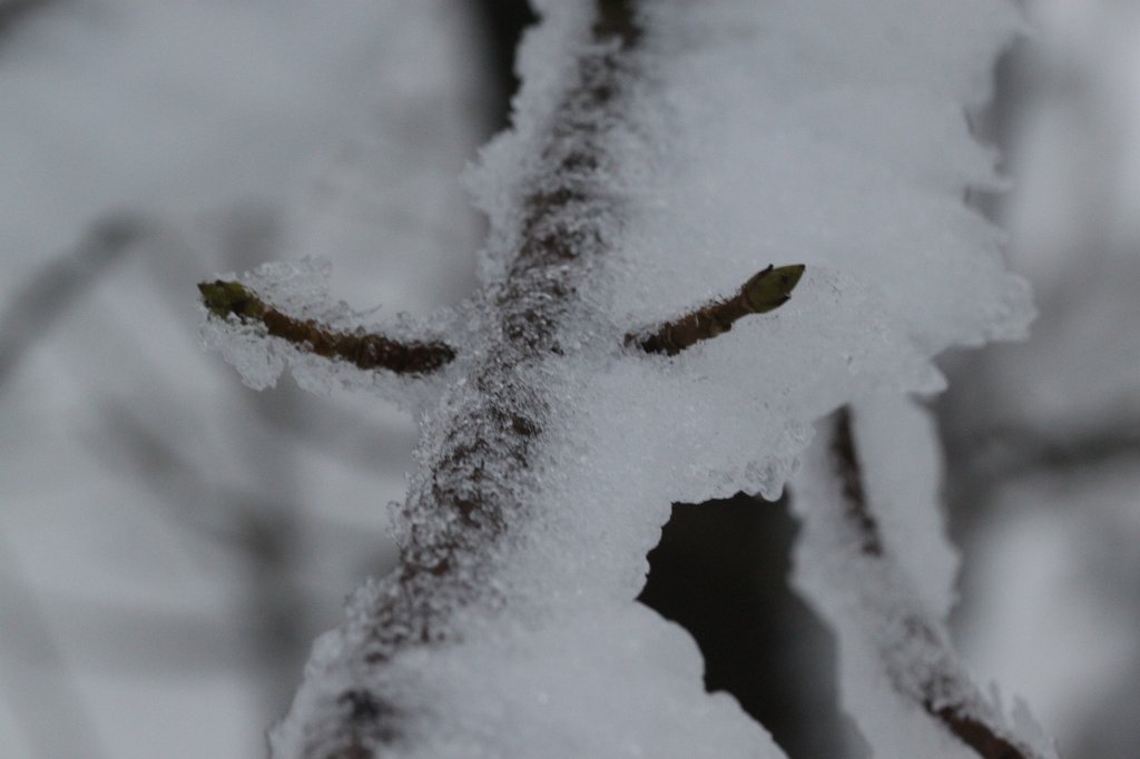 IMG_8336.JPG - Icy branches