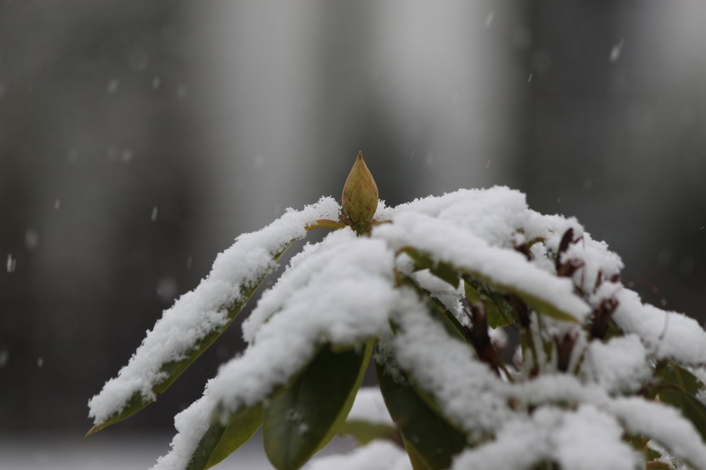 IMG_8518.JPG - Snowing