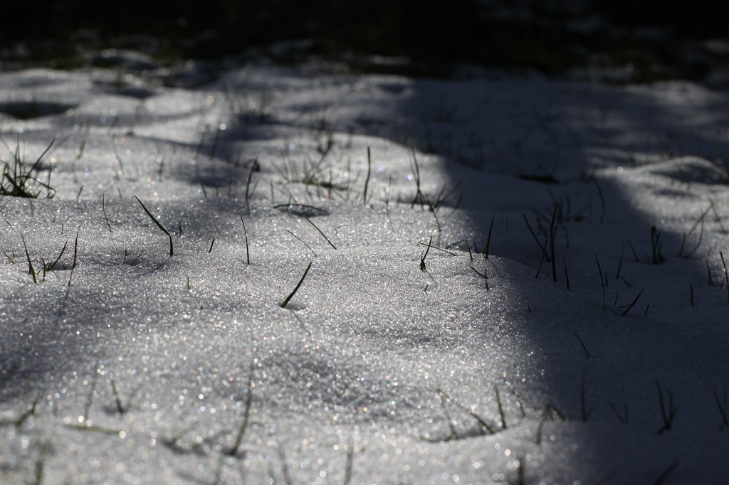 IMG_8610.JPG - White lawn