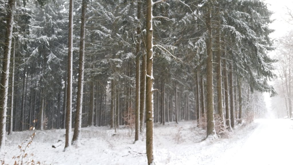 20150223_092044.jpg - Snowing in the woods