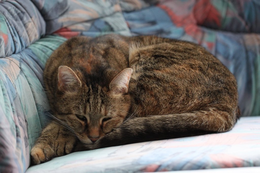 IMG_8629.JPG - Cat Emily