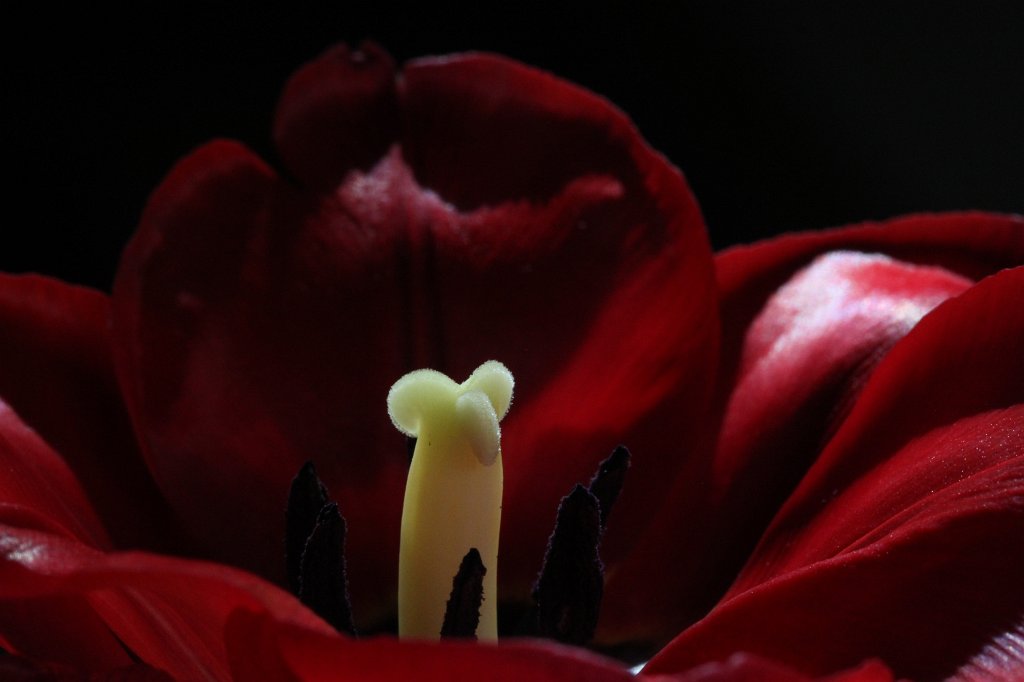 IMG_8650.JPG - Tulip