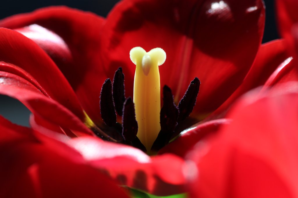 IMG_8686.JPG - Tulip