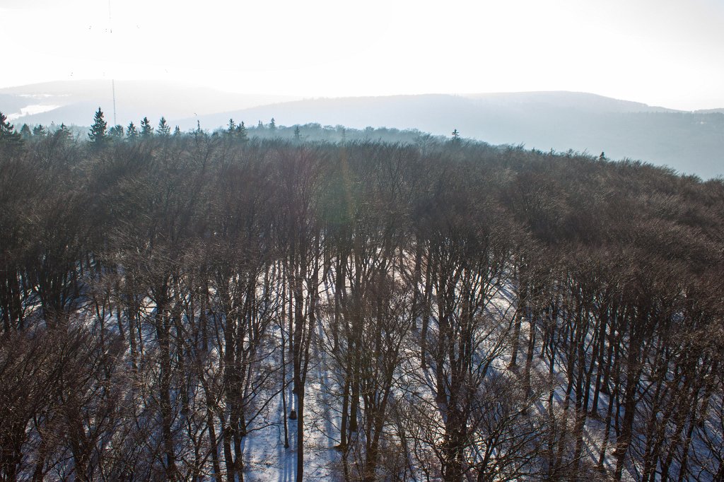 IMG_8731_c.jpg - Bald snowy woods