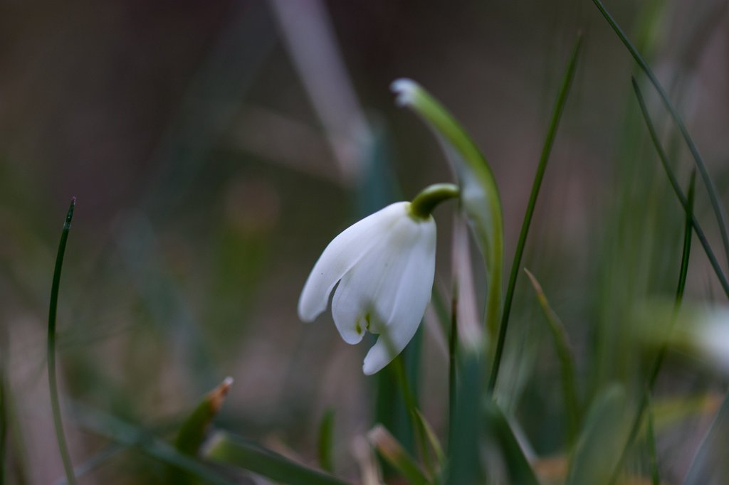 IMG_8805_c.jpg - First  snowdrops 