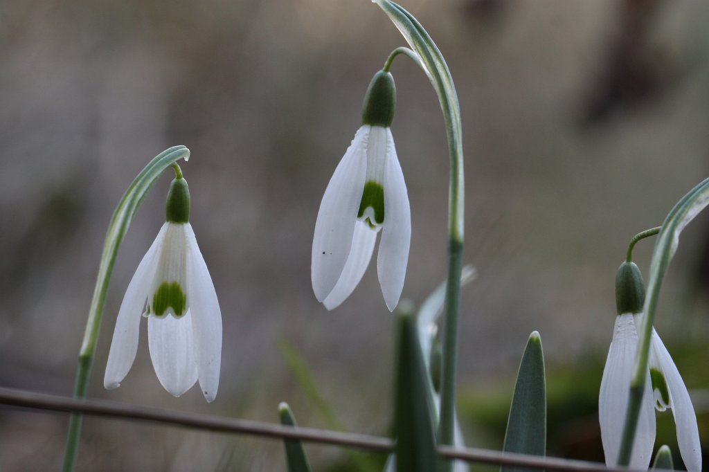 IMG_8936.JPG -  Snowdrops  ( Schneeglöckchen )