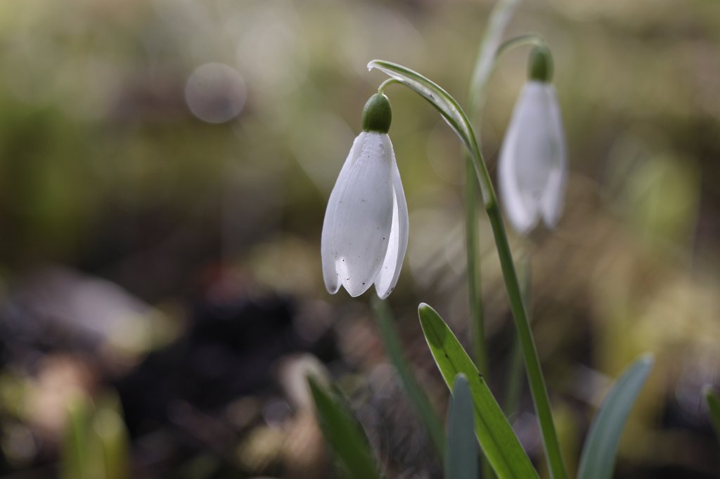 IMG_8946.JPG -  Snowdrops  ( Schneeglöckchen )