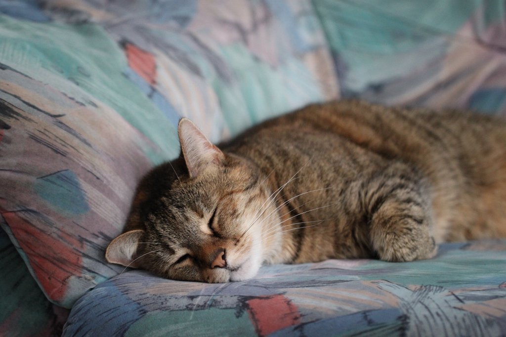 IMG_8956.JPG - Sleeping cat