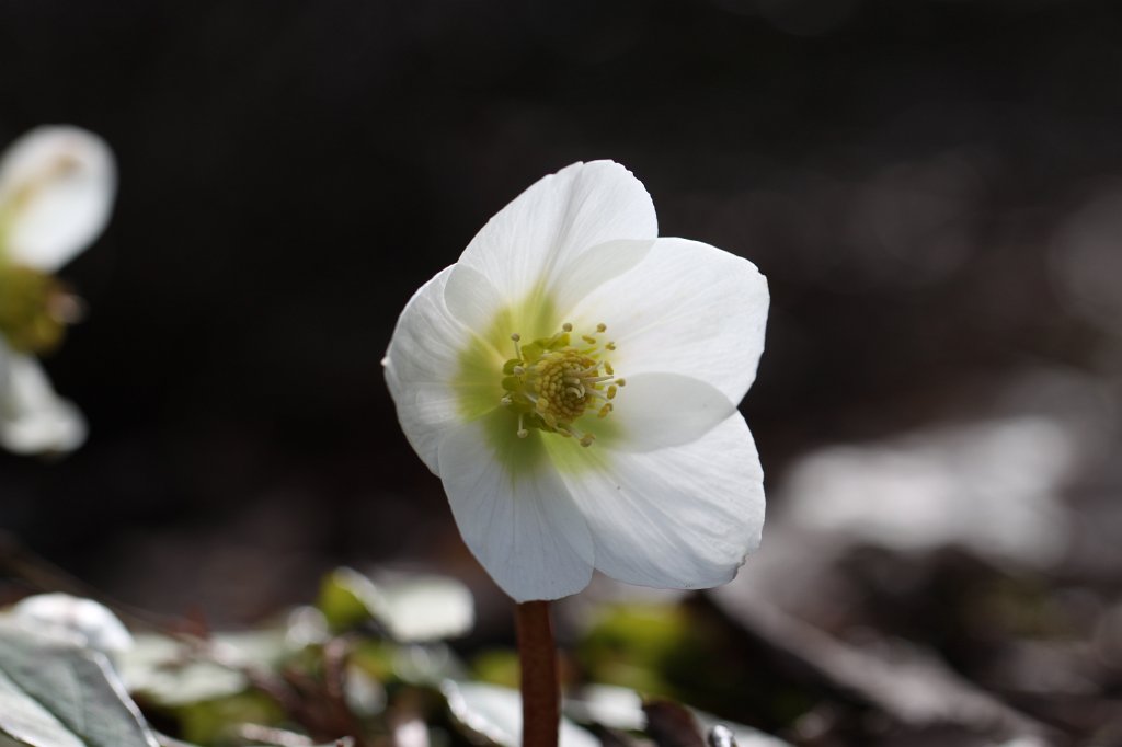 IMG_8963.JPG -  Christmas rose  ( Christrose )