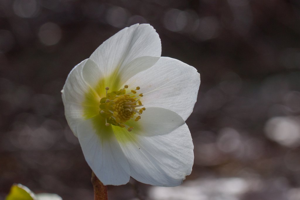 IMG_8967_c.jpg -  Christmas rose  ( Christrose )